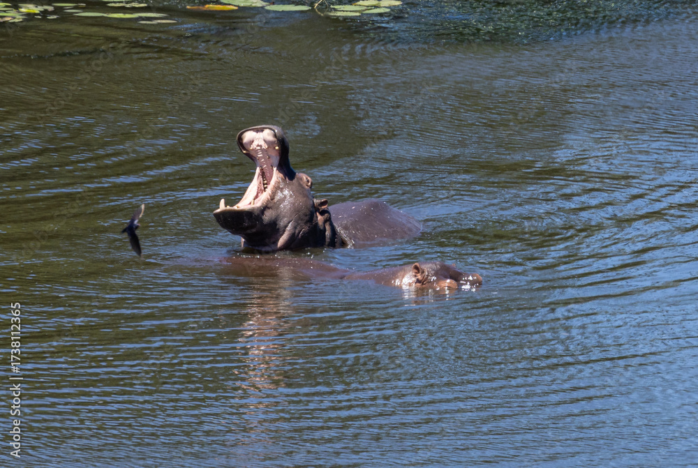Fototapeta premium Hippopotamus - Hippopotamus amphibius