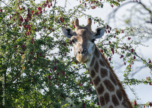 Canvas Print Northern giraffe - Giraffa camelopardalis