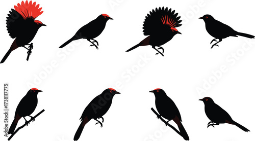 Silhouette illustration of exotic tropical bird with long decorative tail feathers, flying, perched, and singing poses for wildlife, nature, and design.