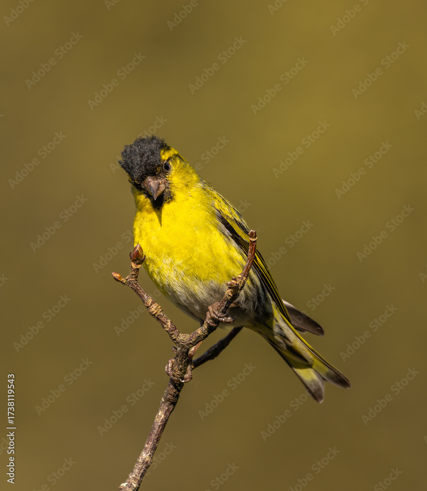 Obraz premium Siskin - Spinus spinus