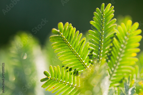 delicate close up of silvery green leaves on native Australian wattle plant