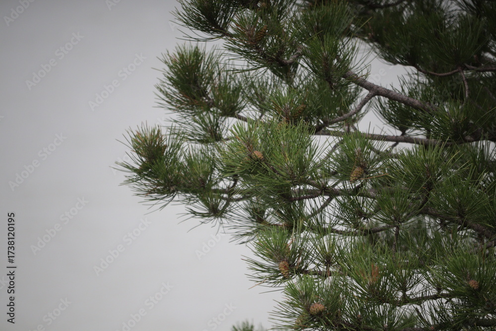 Obraz premium Lake Balaton. Pine branch.