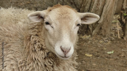 Portrait of a light-colored sheep in an autumn park
