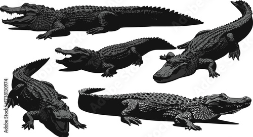 Alligator animal illustrations in realistic poses, detailed reptile vector set with scales, wildlife predator design for nature, swamp, crocodile, art