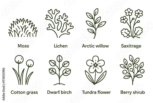 Illustrated guide to arctic plant life featuring moss lichen saxifrage and more