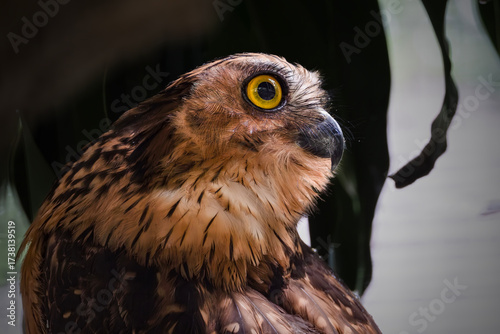 This striking bird is a Buffy Fish Owl