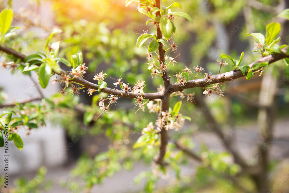 custom made wallpaper toronto digitalFrozen flowers of a fruit tree in spring. Frost in spring, damage to crops, copy space for text