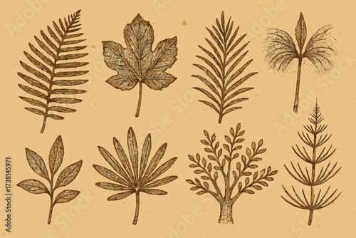 Prehistoric plants set vector. Fossil imprints on vintage paper texture. Engraving style botanical illustration. Ancient leaves, fern, palm. Paleontology concept. Retro.