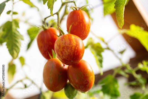 Wallpaper Mural A bunch of Easter Egg tomatoes on a bush against the sun, close-up Torontodigital.ca