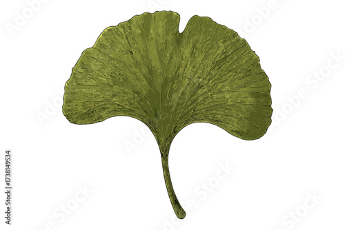Ginkgo biloba leaf isolated vector illustration. Prehistoric detailed macro ginkgo leaf. Natural green medicine plant for health. Botanical herb icon. Ancient tree concept.