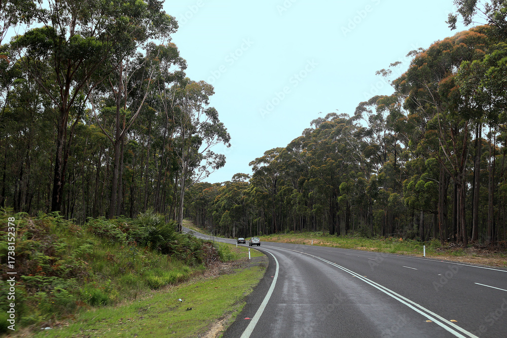 Obraz premium On the Princess Highway (A1) from Lakes Entrance (VIC) to Eden (NSW) through eucalyptus forests, Australia