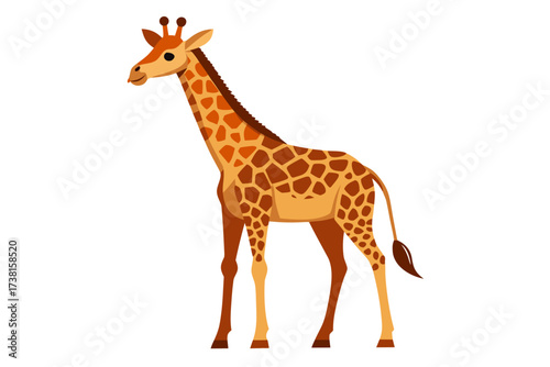 giraffe on white background