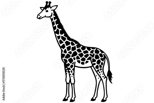 giraffe isolated on white