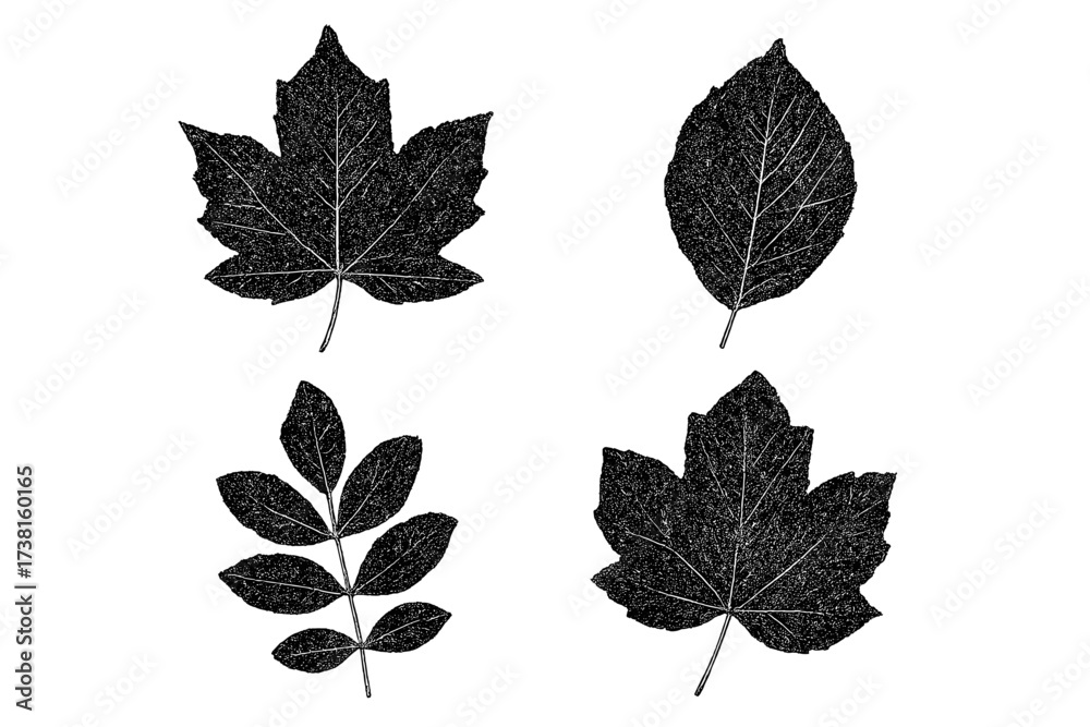 Fototapeta premium Halftone Dotted Leaf Stamps Set. Grunge Stylized Black Autumn Forest Leaves. Maple, Ash, Elm Shape Vector Design Elements. Isolated Transparent Background Botanical Nature Illustration