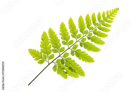 Картината върху платно Isolated fern frond leaf, detail, green foliage, fernery, plant, fern, lush, nat