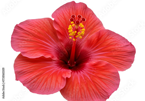 A beautiful red hibiscus flower isolated on transparent background, showcasing its delicate petals and vibrant yellow stamen in a captivating display