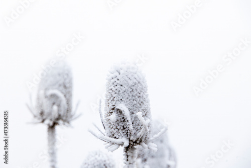 Flower umbels of the teasel covered with white hoarfrost in winter