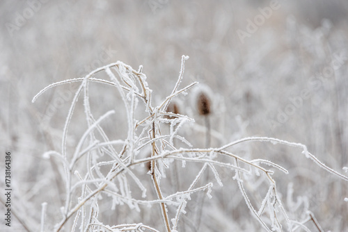 Flower umbels of the teasel covered with white hoarfrost in winter