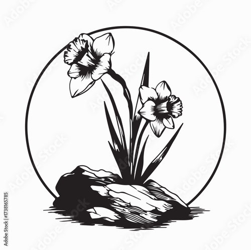 Daffodil Flower Growing Through Rocks Image Vector Isolated on white background