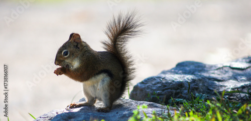 Adorable red squirrel eating a nut on a rock in natural daylight