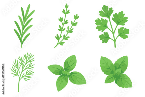 Fresh green culinary herbs set including rosemary, thyme, parsley, dill, basil, and mint