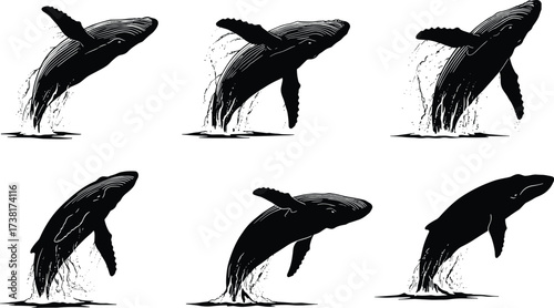 Whale breaching sequence illustrations, detailed marine animal vector set showing ocean splash, wildlife movement, sea mammal design for nature, art