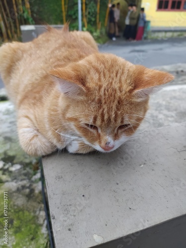 cat on the roof. cute orange and white cat sleeping