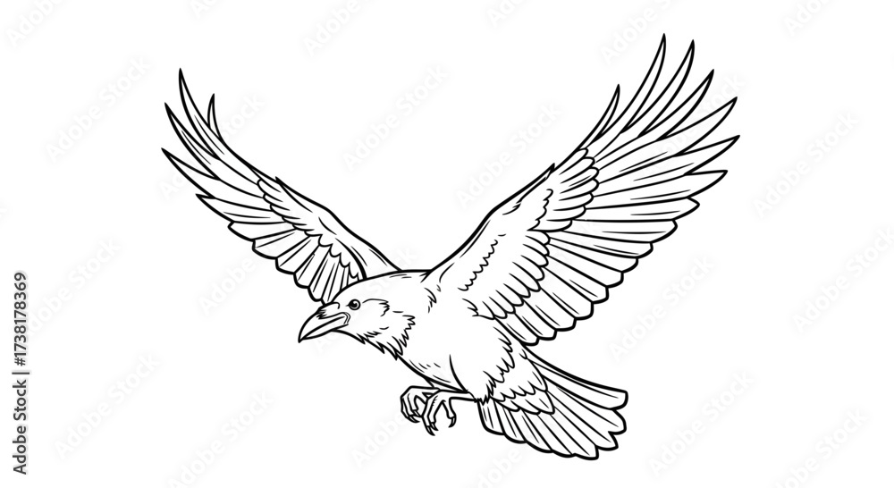Fototapeta premium Detailed line art of a soaring raven, wings spread wide against a stark white backdrop