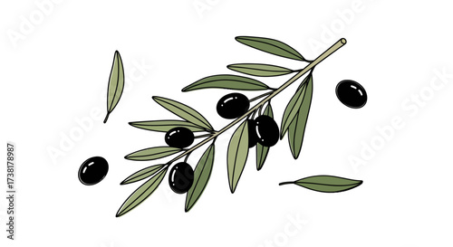 Elegant Olive Branch with Black Olives and Green Leaves on White Background