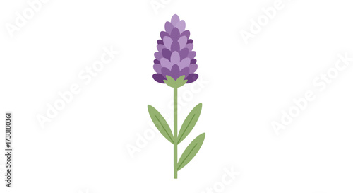 Isolated lavender illustration featuring its delicate purple flowers and slender green leaves in