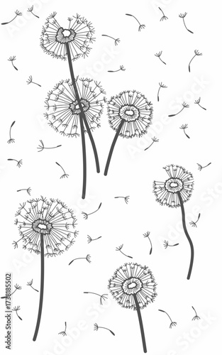 Dandelion flowers flying line art black and white