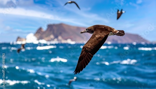 Birds flying over ocean