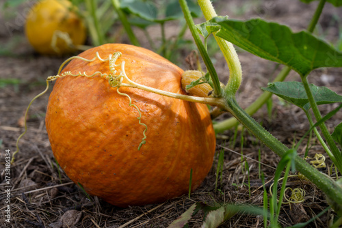 Hokkaido Kürbis im Garten
