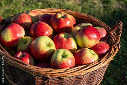 Reife Äpfel im Korb