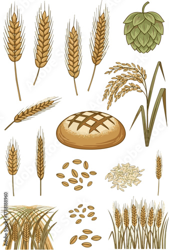 Wheats rye rice ears set icons design elements of organic agricultural food. Harvest wheat grain for beer logo, growth rice stalk and whole bread grains, barley field cereal nutritious - stock vector