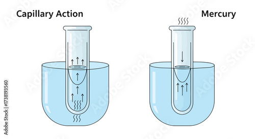 Diagram Illustrating Capillary Action of Water and Mercury in Glass Tubes within Beakers