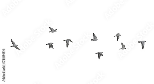 Illustration displaying freedom through a flock of birds soaring in formation drawing minimalist