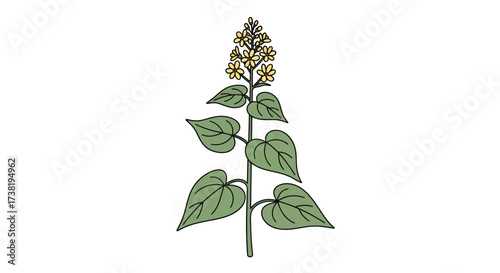 Illustration of a slender flowering plant featuring delicate yellow blossoms and verdant foliage