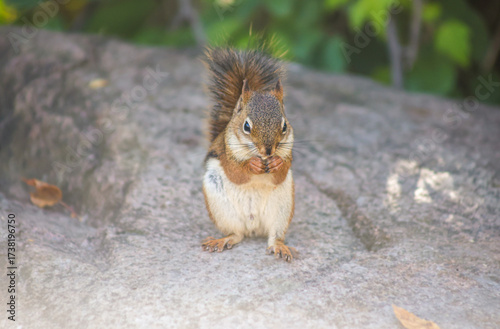 Cute red squirrel sitting on a rock and eating a nut in natural outdoor environment