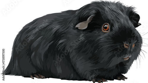 Adorable black guinea pig isolated on white background for pet lovers