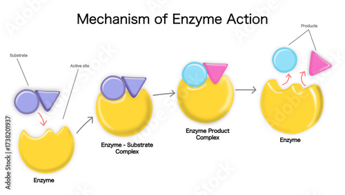 Mechanism Of Enzyme Action: Substrate Binding, Complex, And Product Formation Diagram