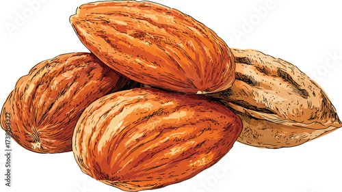 Delicious Almonds Nuts Ingredient Food Vector Illustration