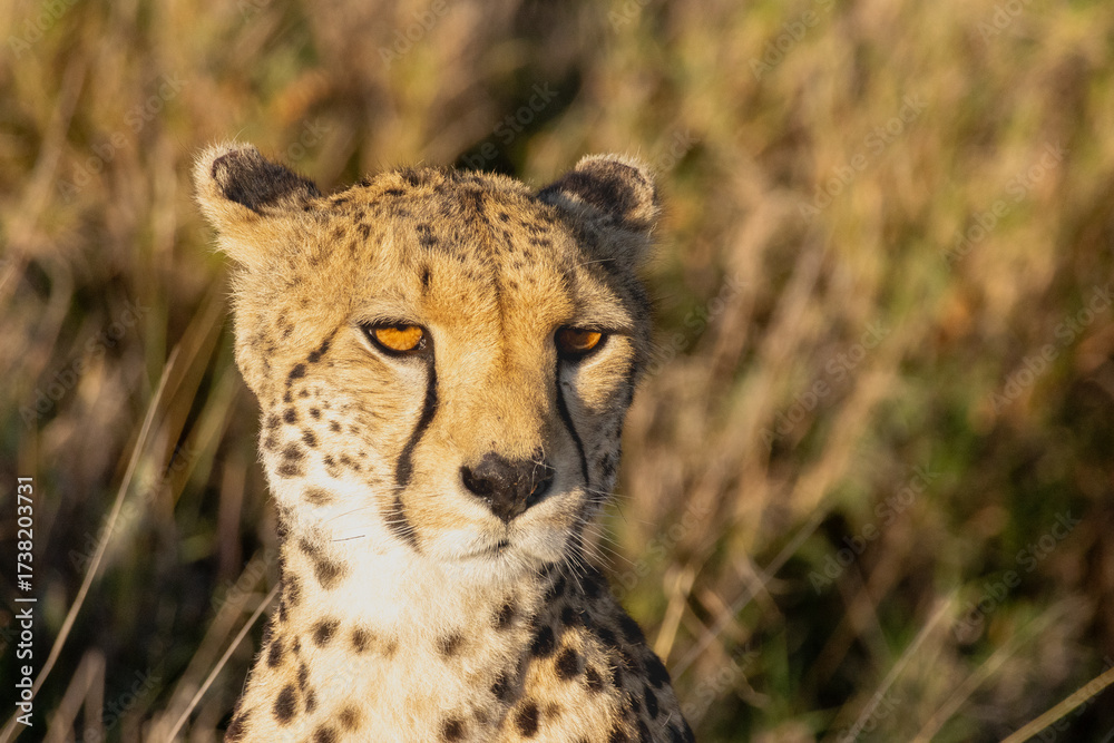 Another favorite Adobe Stock