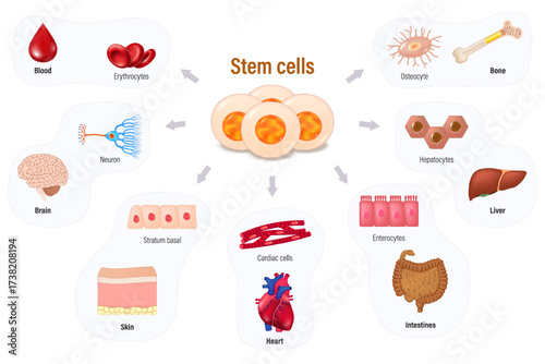 Stem cells. Regenerative medicine. Stem cells can become cells and organs in the body. Medical science educational vector.