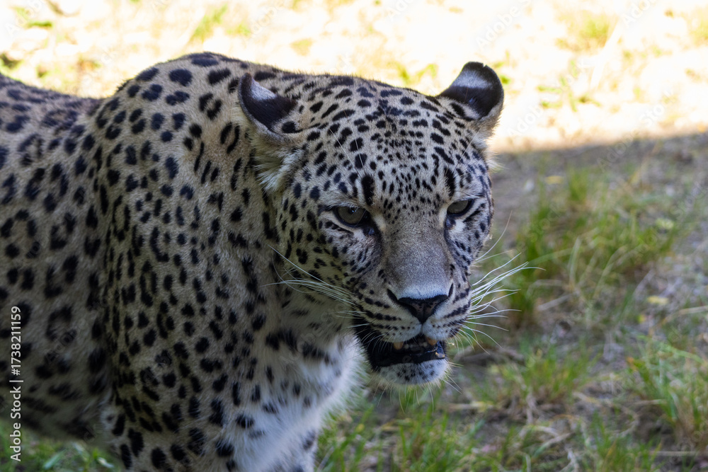 Fototapeta premium Panthère de Perse