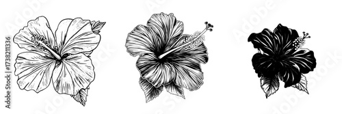 A floral tropical exotic isolated icon is represented by the modern red hawaiian hibiscus flower