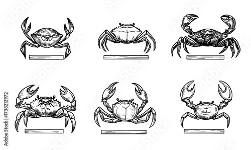 Array of different crab and lobster forms in varied orientations and proportions