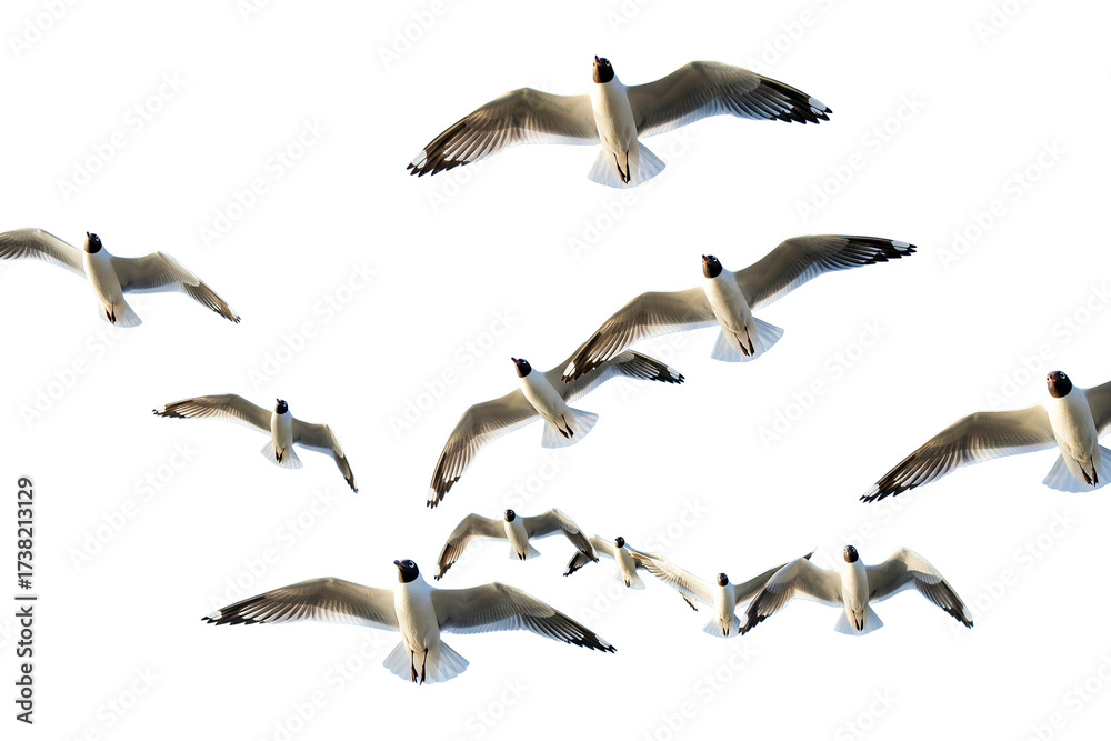 Fototapeta premium seagulls flying isolated on white