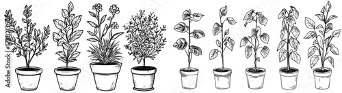 Black and white illustration features silhouettes of several potted plants