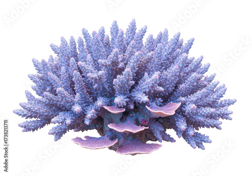 Tableau sur toile Isolated Acropora coral reef marine invertebrate in lavender, pink, and purple t